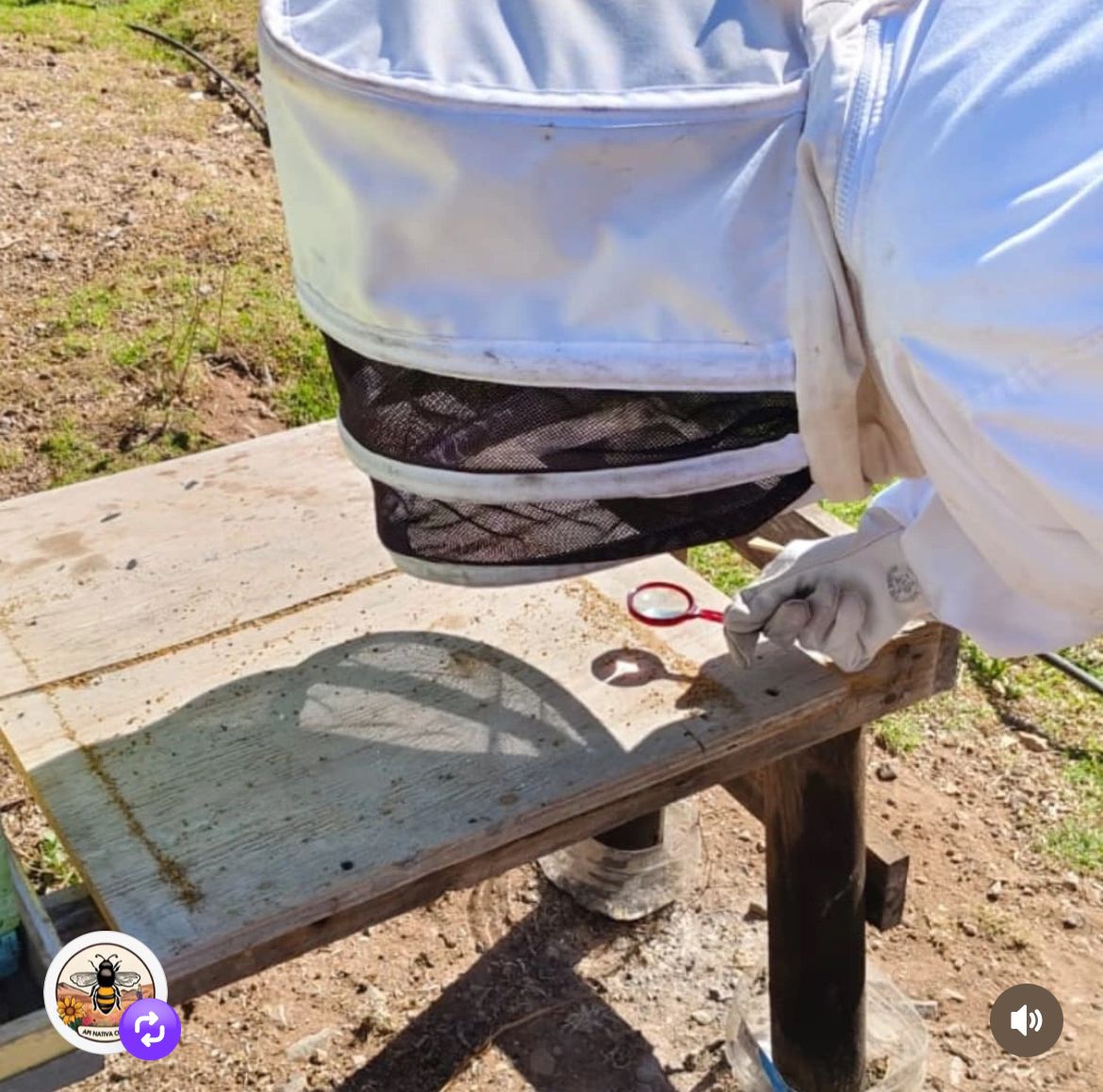 Imagen de miel con un servidor de madera