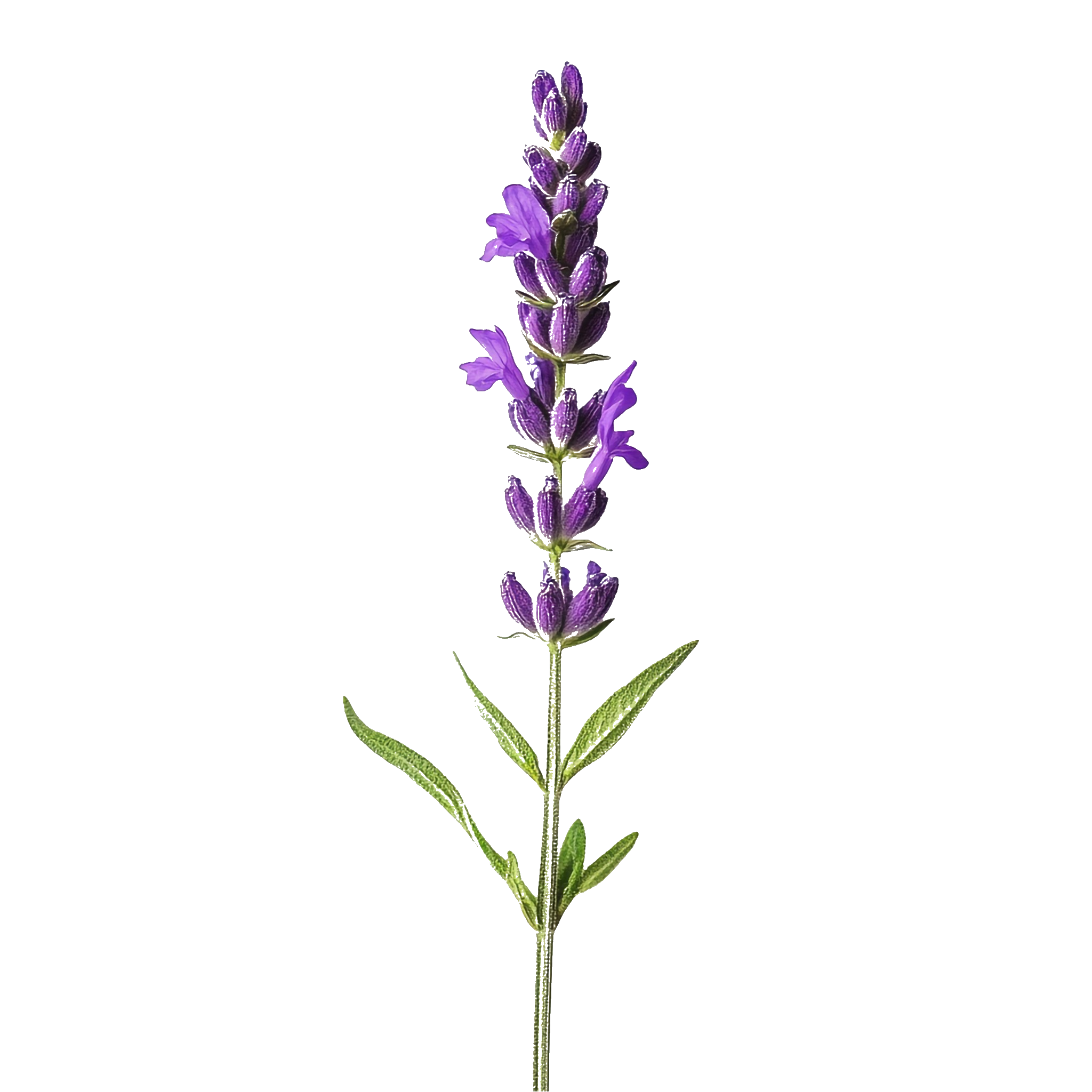 Ilustración de lavanda que se balancea